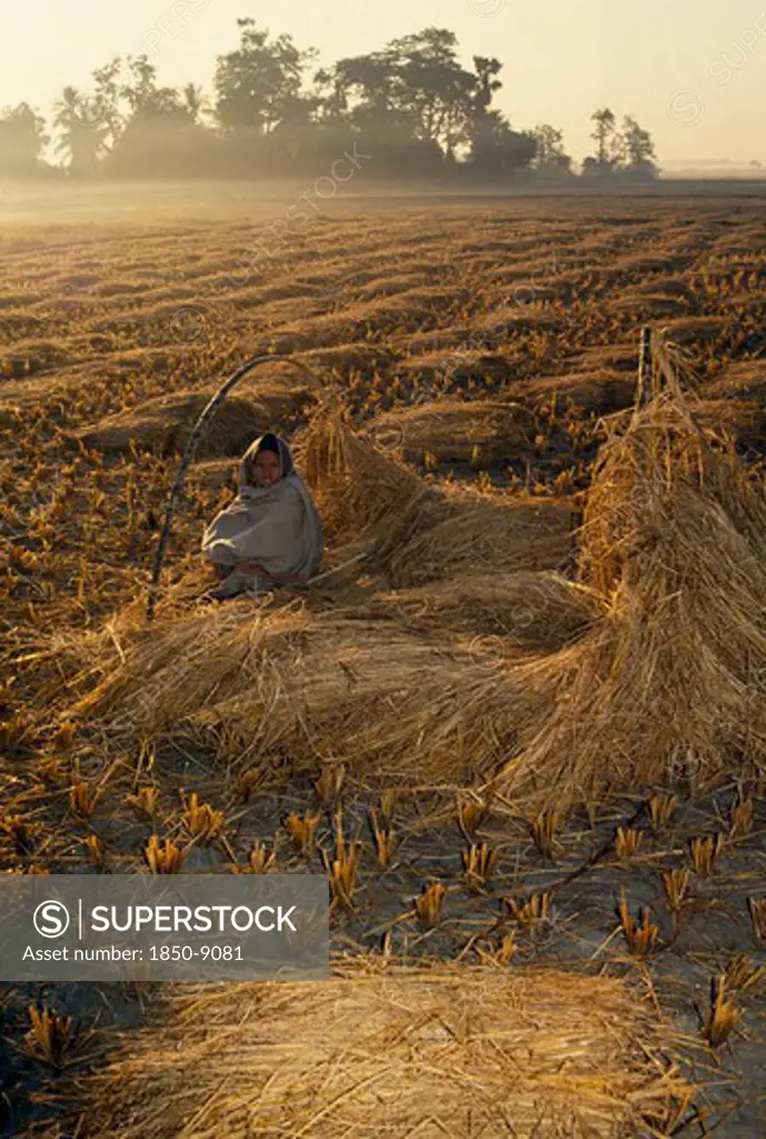 Bangladesh, Hatiya, Child Guarding Harvested Rice At Dawn.