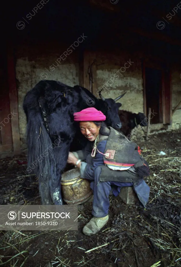 China, Yunnan, Zongdian, Smiling Woman Milking A Yak In A Barn