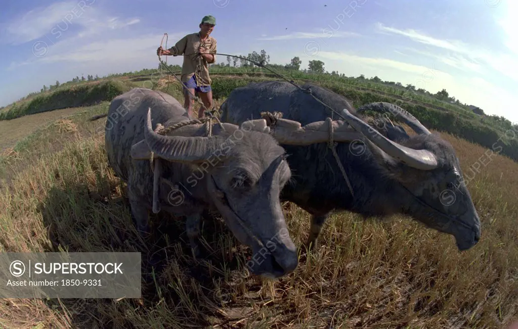 Vietnam, South, Mekong Delta, Farmer Working In A Paddy Field With Two Water Buffalo