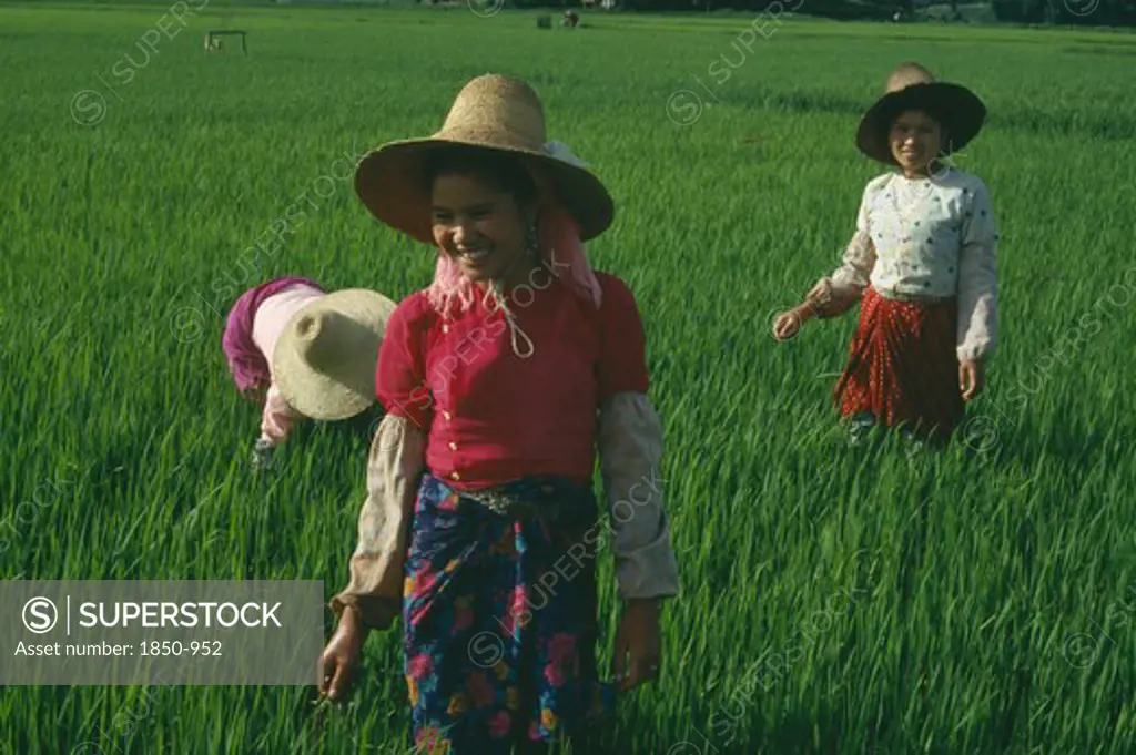 China, Yunnan, Menghun, Dai Tribe Women Working In Rice Paddy