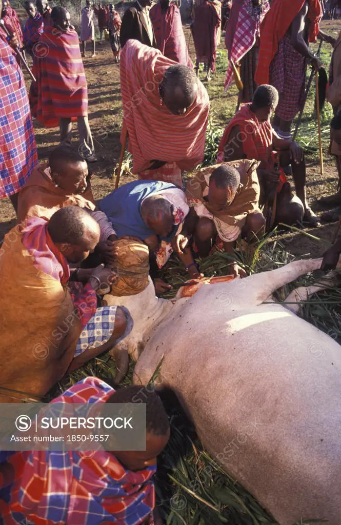 Kenya, Kajiado, A Sacrificial Cow Is Suffocated To Death At The Beginning Of An Initiation Ceremony That Will Bring The Young Maasai Moran Or Young Warriors Into Manhood. The  Neck Is Slit And Blood  Is Drunk Fresh After The Animal Has Died.