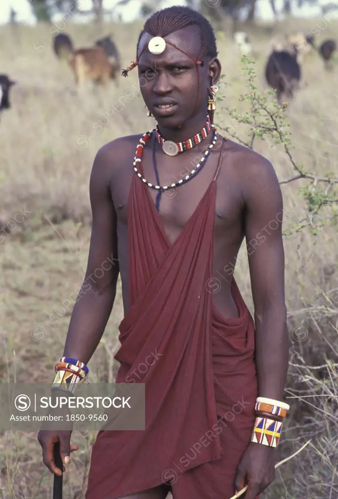 Kenya, Kajiado, Portrait Of A Maasai Moran Or Young Maasai Warrior Amidst His Familys Herd Of Cattle.