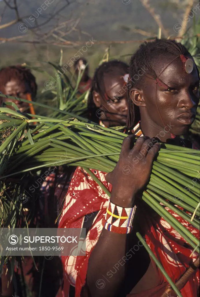 Kenya, Kajiado, Maasai Moran Or Young Warriors Bring Freshly Cut Reeds For The Meat To Be Placed On At The Start Of A Meat Feast  Which Is Part Of The Initiation Ceremony That Will Bring Them Into Manhood