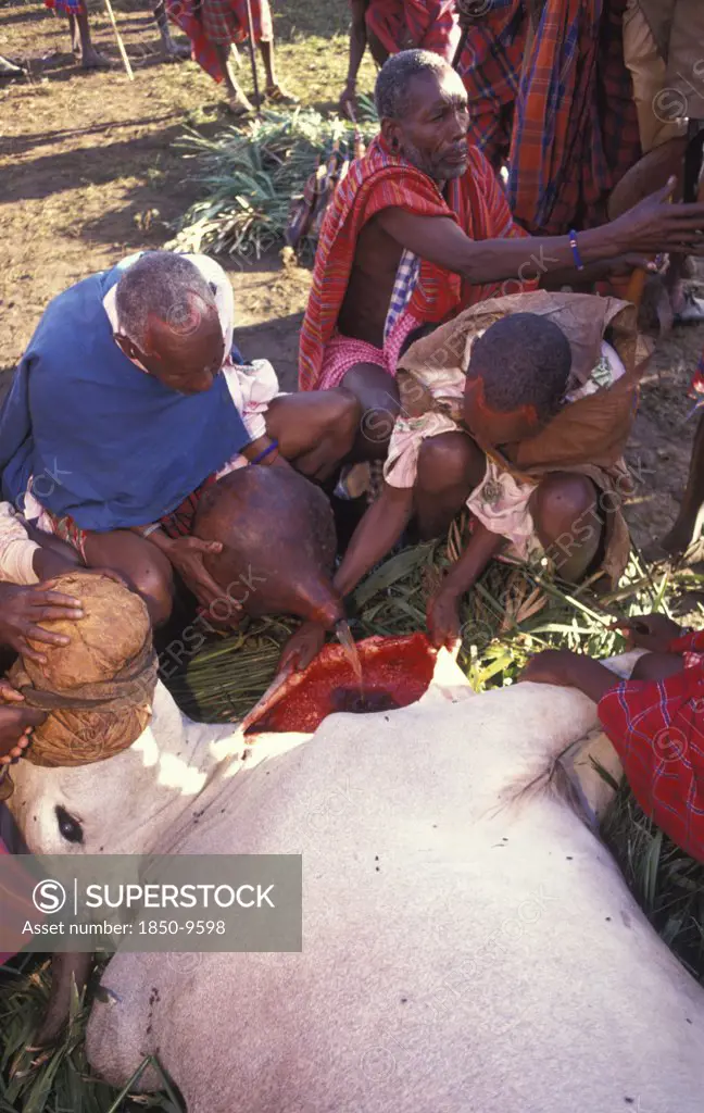 Kenya, Kajiado, A Sacrificial Cow Is Suffocated To Death At The Beginning Of An Initiation Ceremony That Will Bring The Young Maasai Moran Young Warriors Into Manhood.The Neck Is Slit And Blood Is Drunk Fresh After The Animal Has Died.
