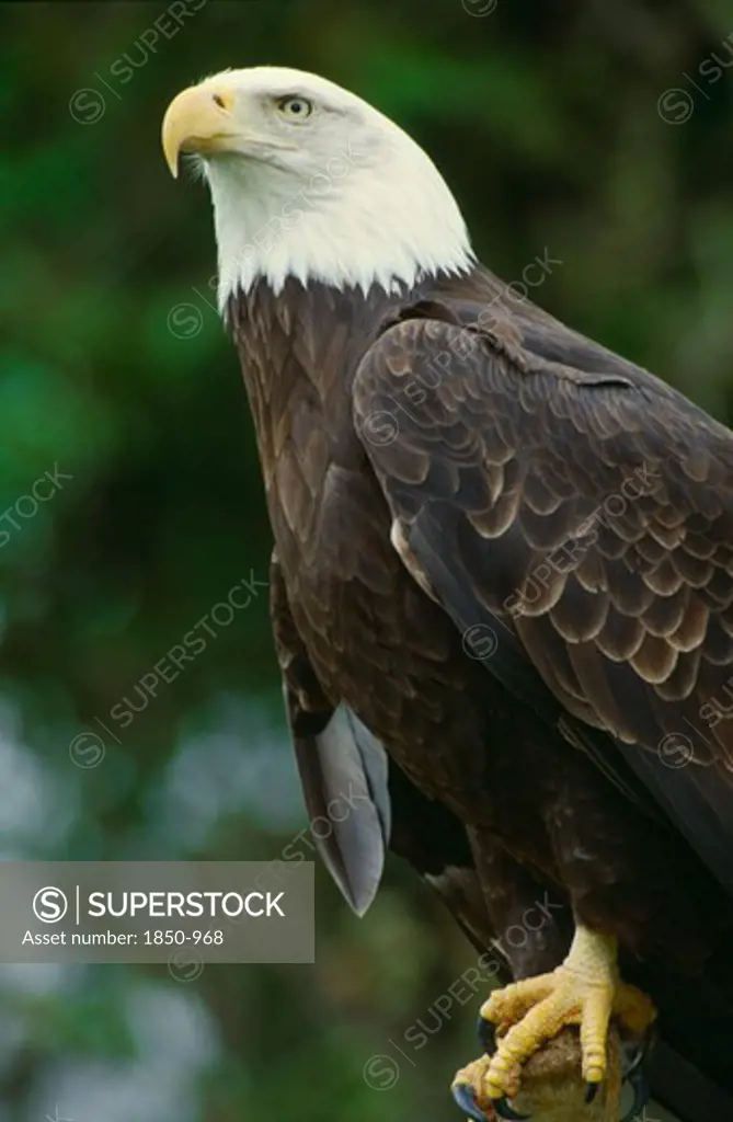 Wildlife, Birds, Eagle, Bald Headed Eagle