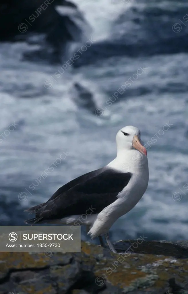 Falkland Islands, West Point Island, Black Browed Albatross.