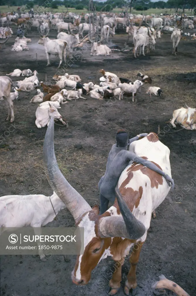 Sudan, South, Farming, Dinka Cattle Camp With Tribesman Leaning Over Brown And White Song Ox.  Note Shape Of Horns Trained To Particular Growth Pattern To Distinguish It From Others.