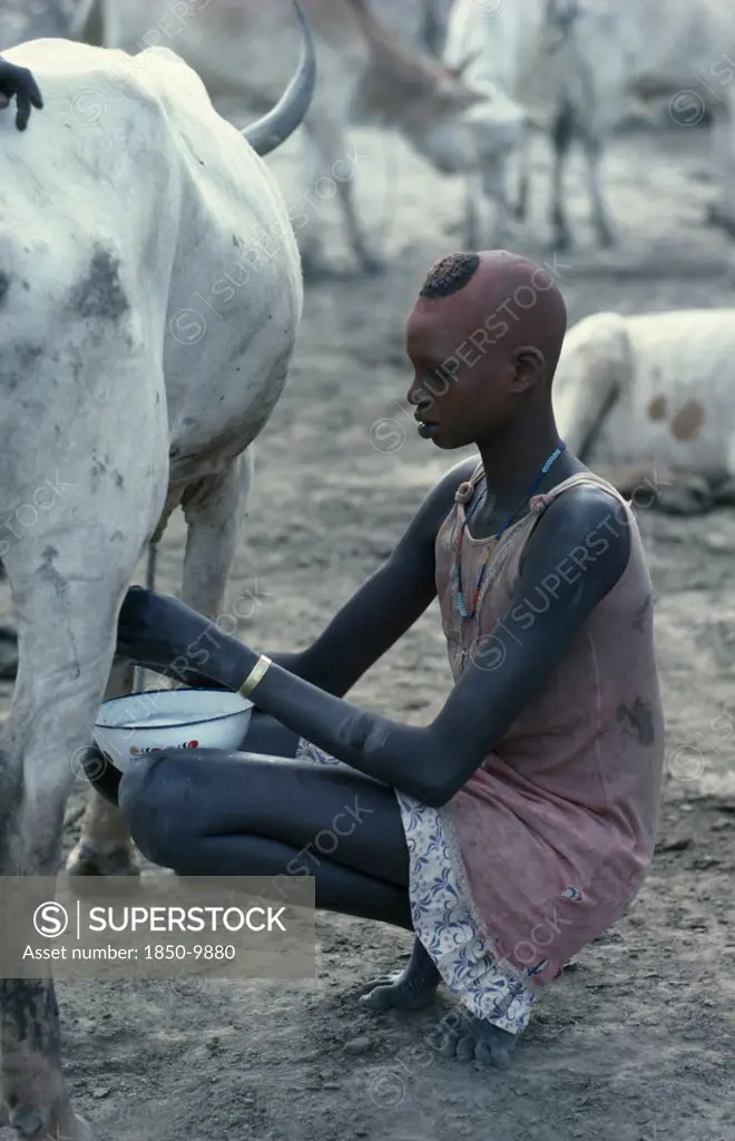 Sudan, Agriculture, Young Dinka Woman With Face And Head Coloured With Red Powder Milking Cow In Cattle Camp.
