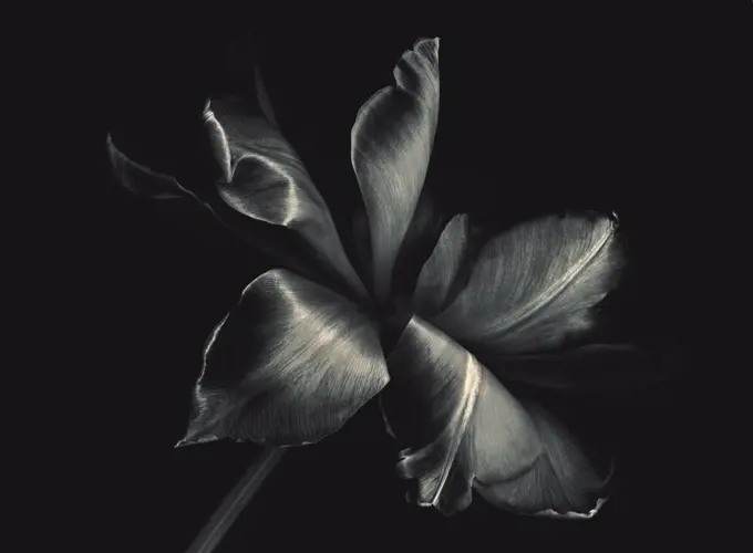 Tulipa Cultivar, Tulip, Black & white, Black background.