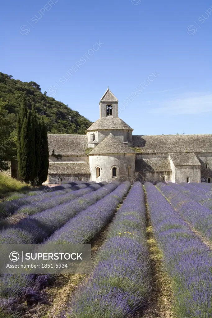 Lavender fields at the Abbaye de Senanque at Gordes in Provence France
