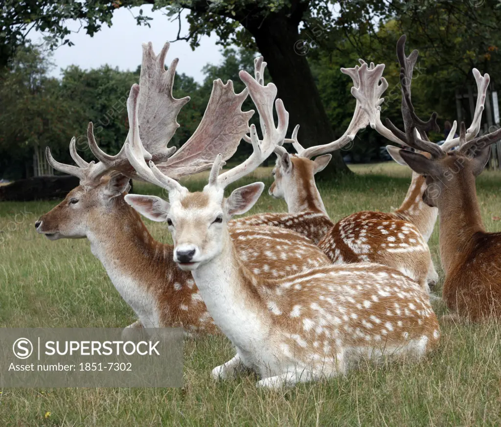 Deer in Richmond Park,  London England