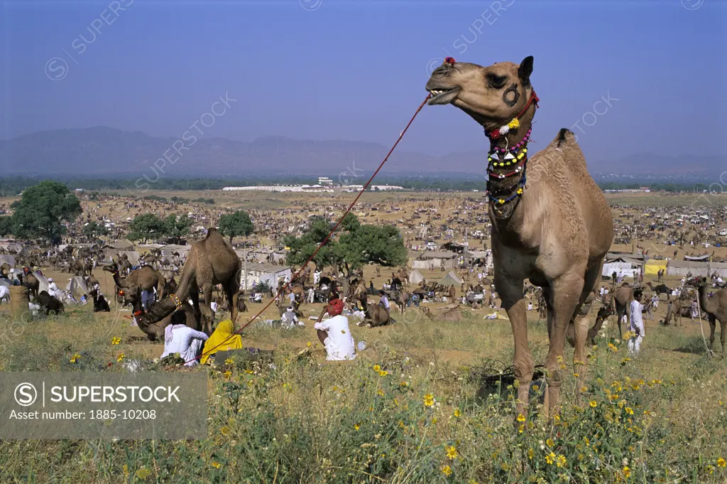 India, Rajasthan, Pushkar, Overview of Pushkar camel festival