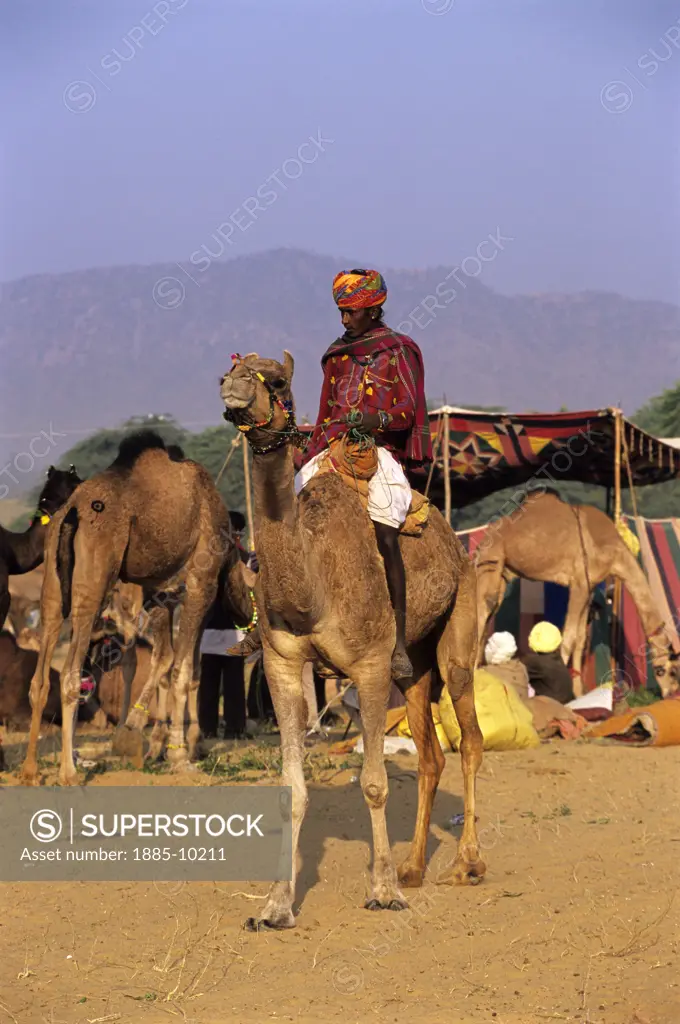 India, Rajasthan, Pushkar, Camel and rider at Pushkar camel festival