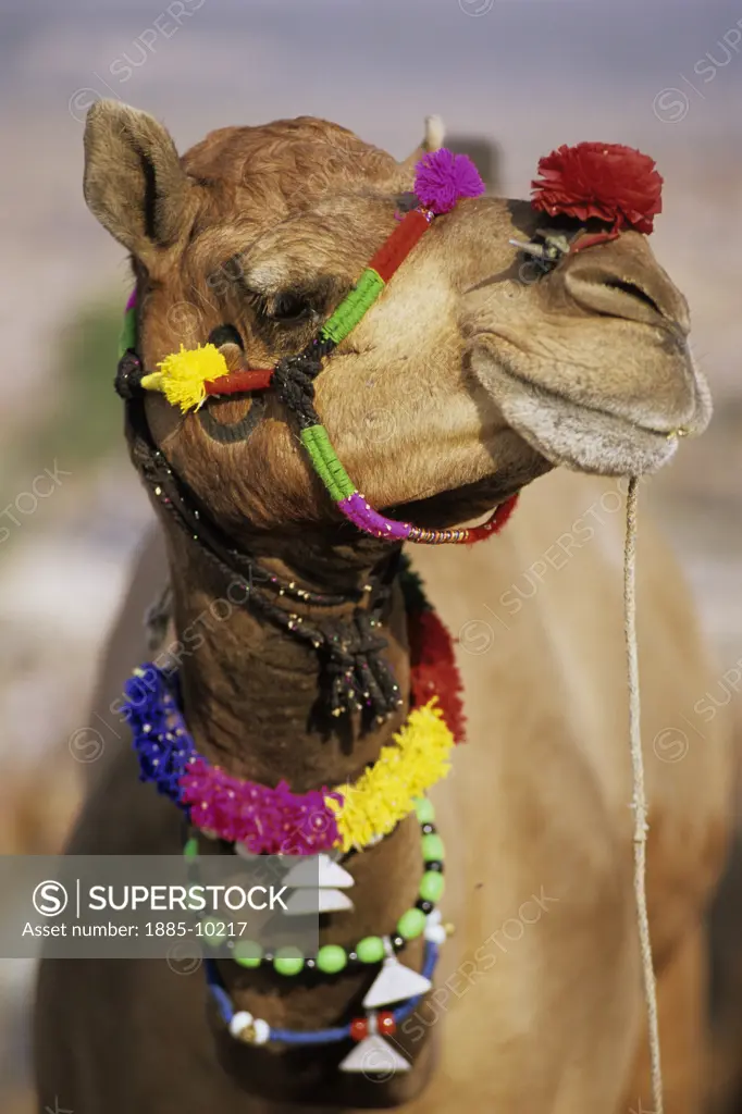 India, Rajasthan, Pushkar, Camel portrait at Pushkar camel festival