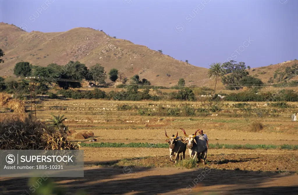India, Rajasthan, Udaipur - near, Rural scene of farmer ploughing field