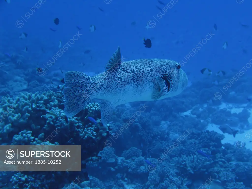 Wildlife, , Bora Bora, Puffer Fish