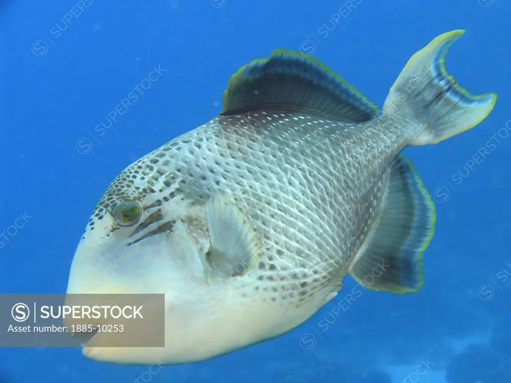 Wildlife, , Bora Bora, Triton Trigger Fish