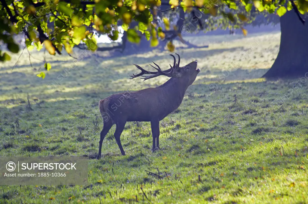 Wildlife, , UK - England, Stag at rut in Studley Royal deer park at Fountains Abbey