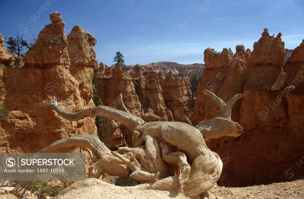 USA, Utah, Bryce Canyon National Park, Typical scenery with dead tree along the Queens Garden Trail