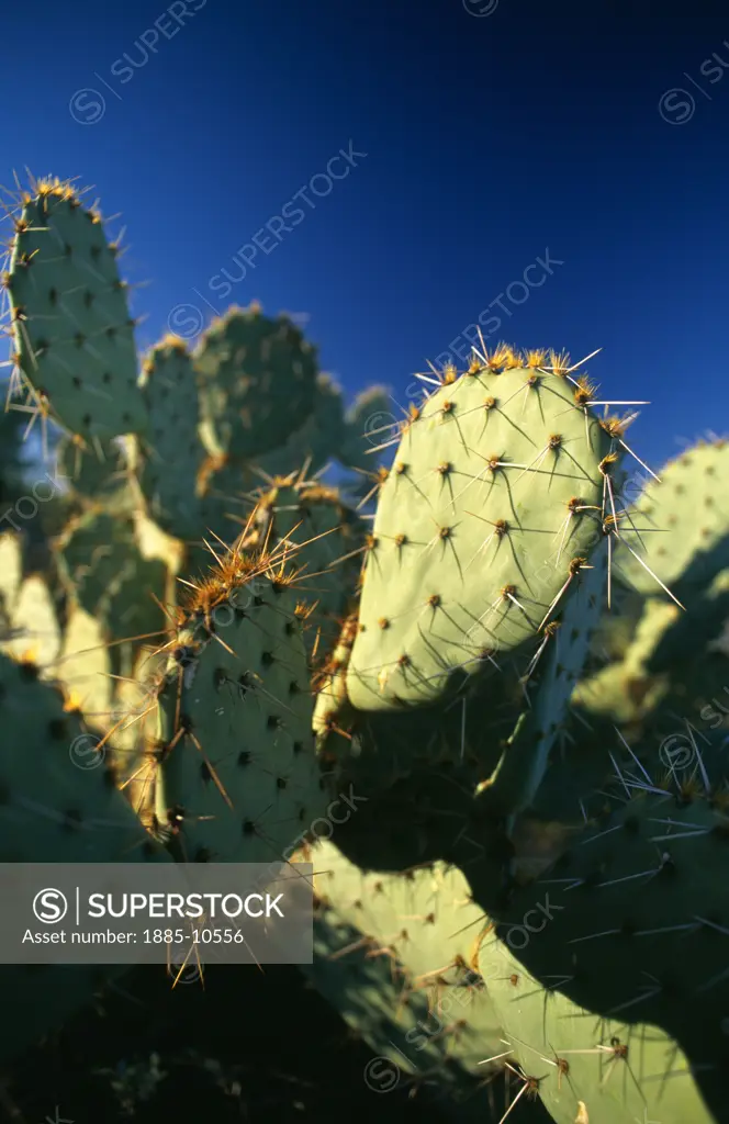 USA, Arizona, Saguaro National Park, Prickly Pear Cactus - spiky detail