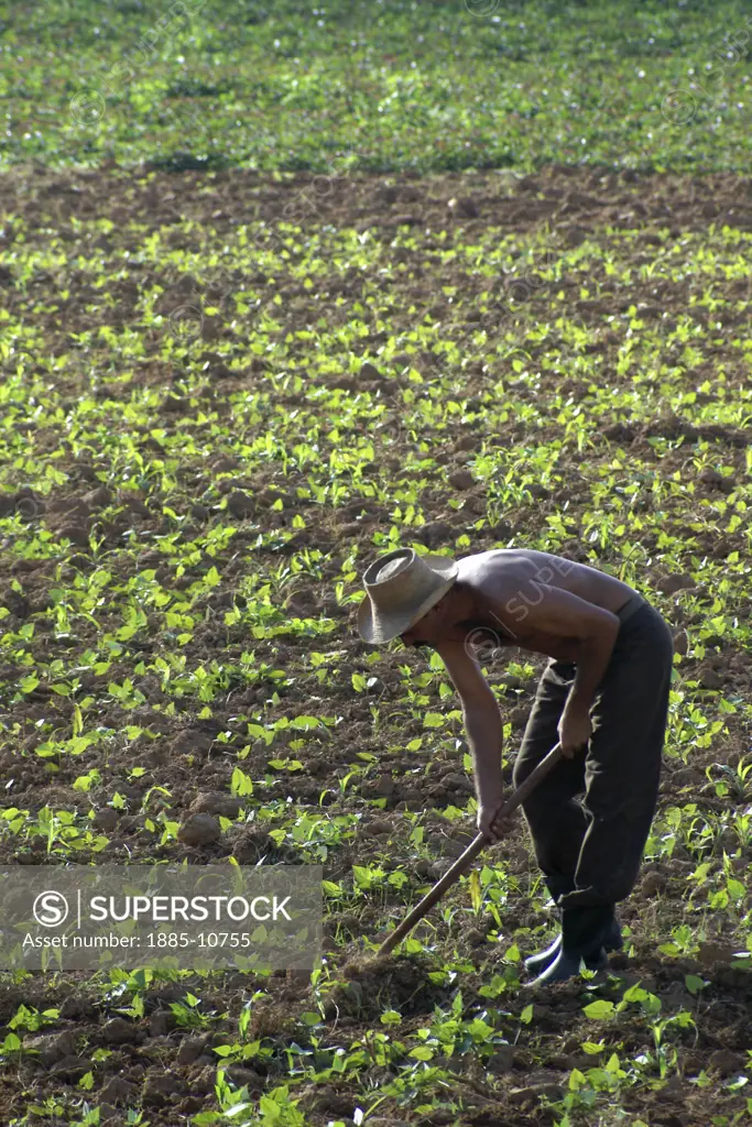 Caribbean, Cuba, Vinales, Farmer working in field