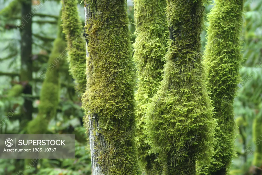 Canada, British Columbia, Hope - near, Moss on trees - Othello Tunnels