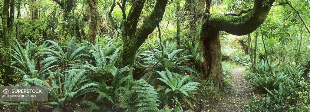 New Zealand, North Island, Coromandel Peninsula, Ferns and woodland of the Coromandel Forest Park