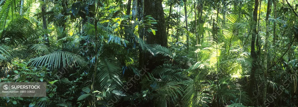 Australia, Queensland, Daintree Forest, Rainforest scene