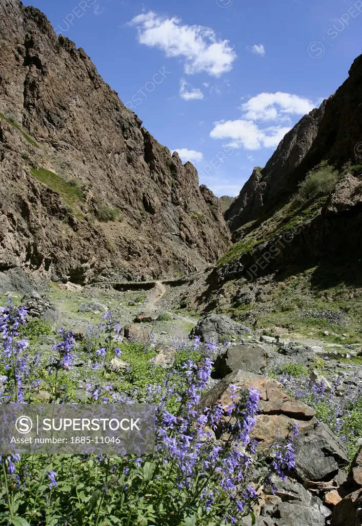 Mongolia, , General, Mountains and wildflowers