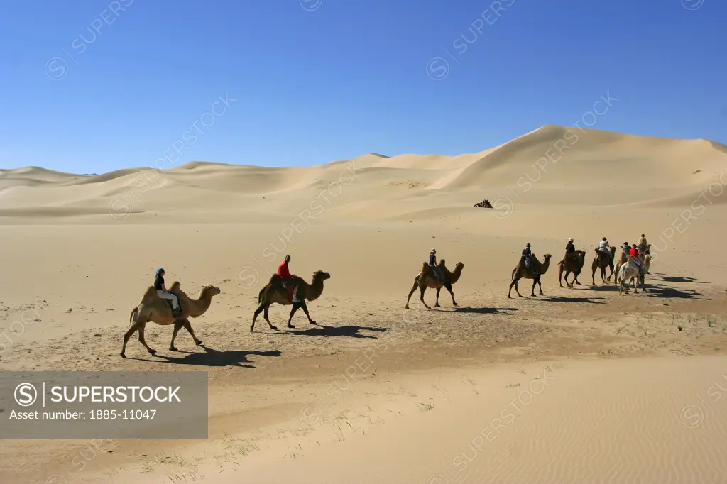 Mongolia, , General - desert, Camel train of tourists in desert