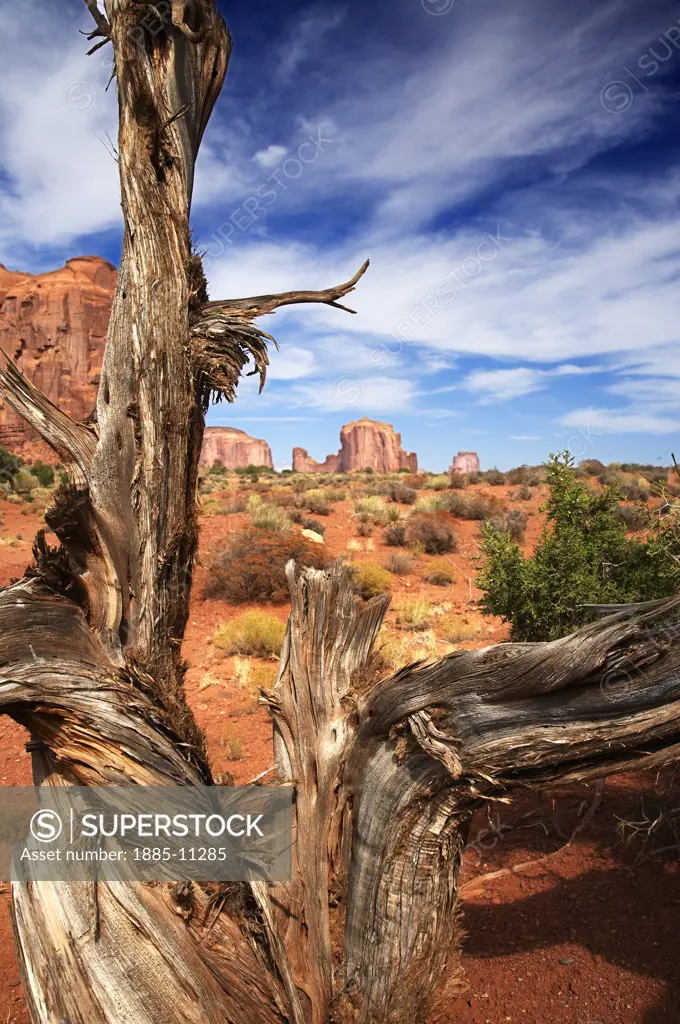 USA, Arizona, Monument Valley, Typical scenery on border of Arizona and Utah with dead tree in foreground