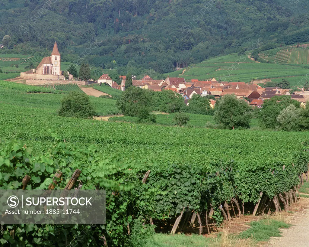 France, Alsace, Hunawihr, Vineyards and Village Church in Vosges Hills