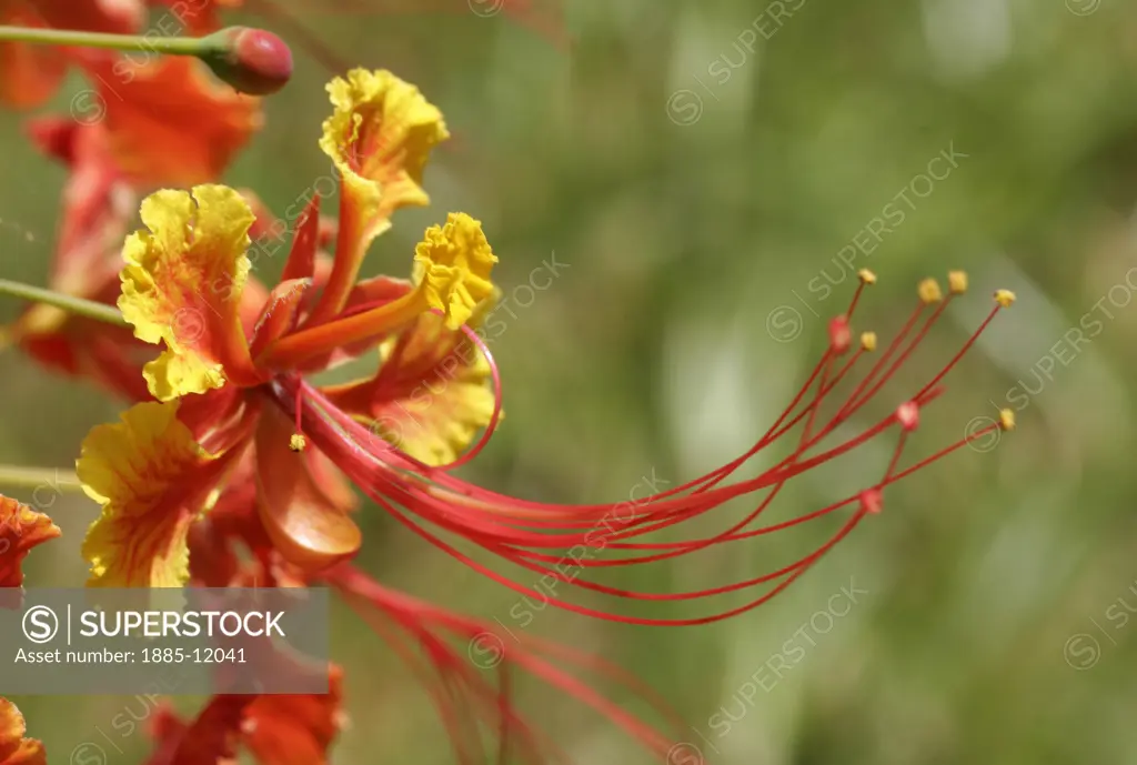 Natural World, Flowers, Flamboyant tree flower, Close up of bloom