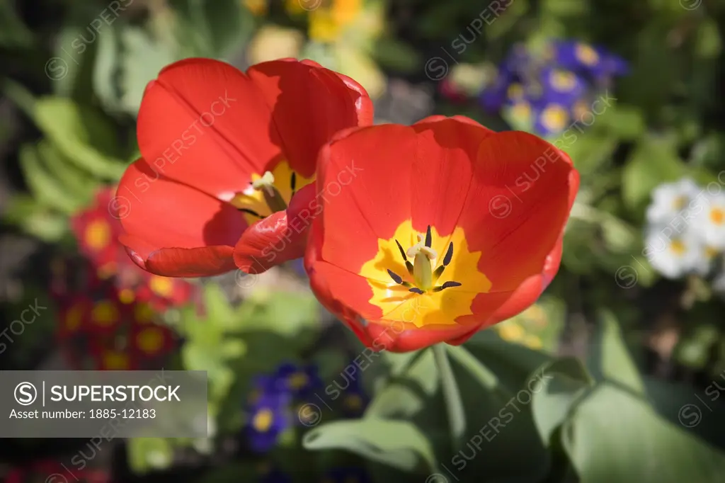 Natural World, Flowers, , Close up of red tulips