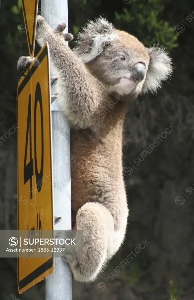 Wildlife, , Koala Bears, Koala Bear clinging to road sign