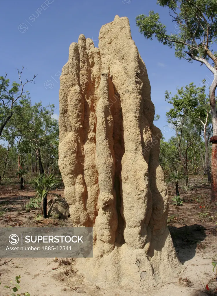 Australia, Northern Territory, Litchfield National Park, Giant termite mound