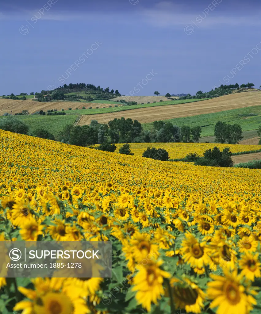 Italy, Umbria, Sunflower Fields, Sunflower fields