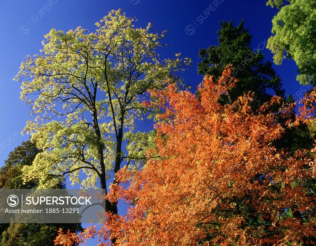 Natural World, Trees, , Colourful trees in Autumn 