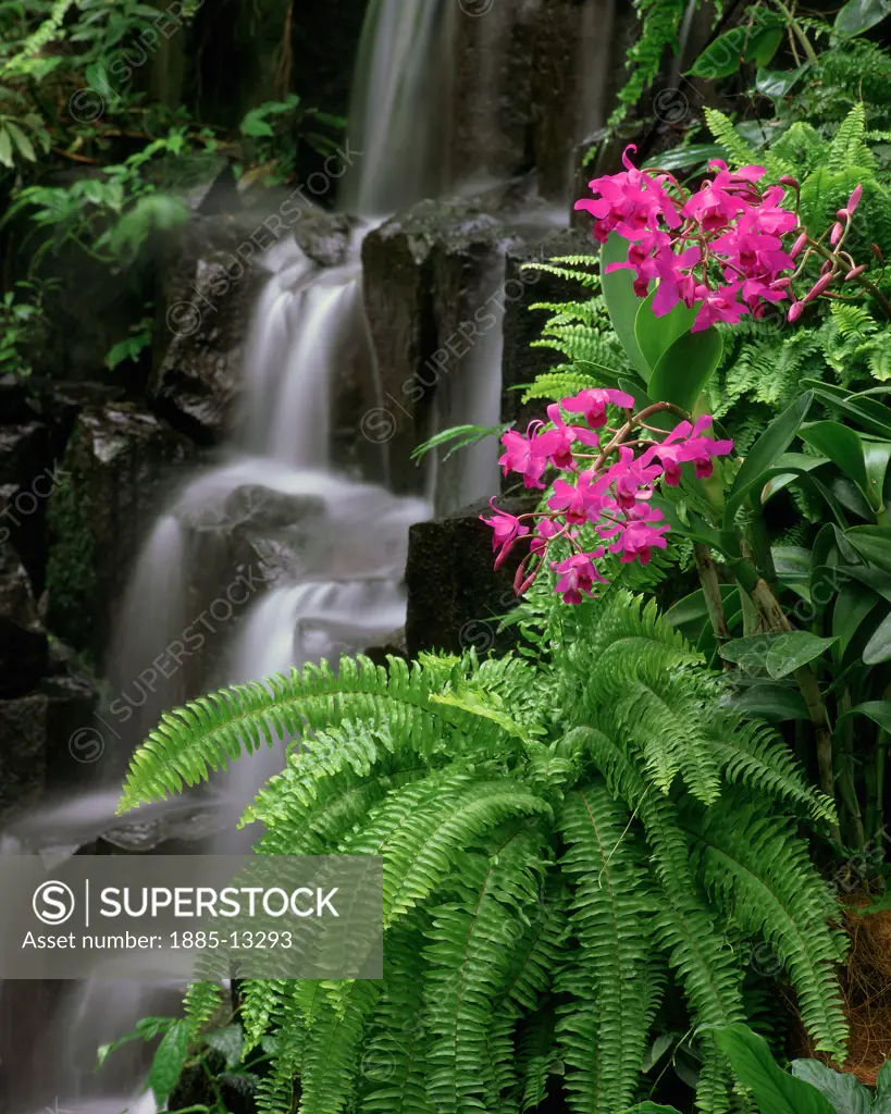 Natural World, Flowers and Foliage, Orchid, Pink orchids by a waterfall