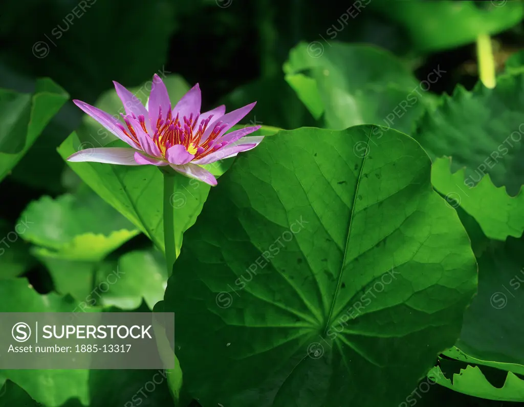 Natural World, Flowers and Foliage, Waterlily, Pink flower amongst sunlit green leaves