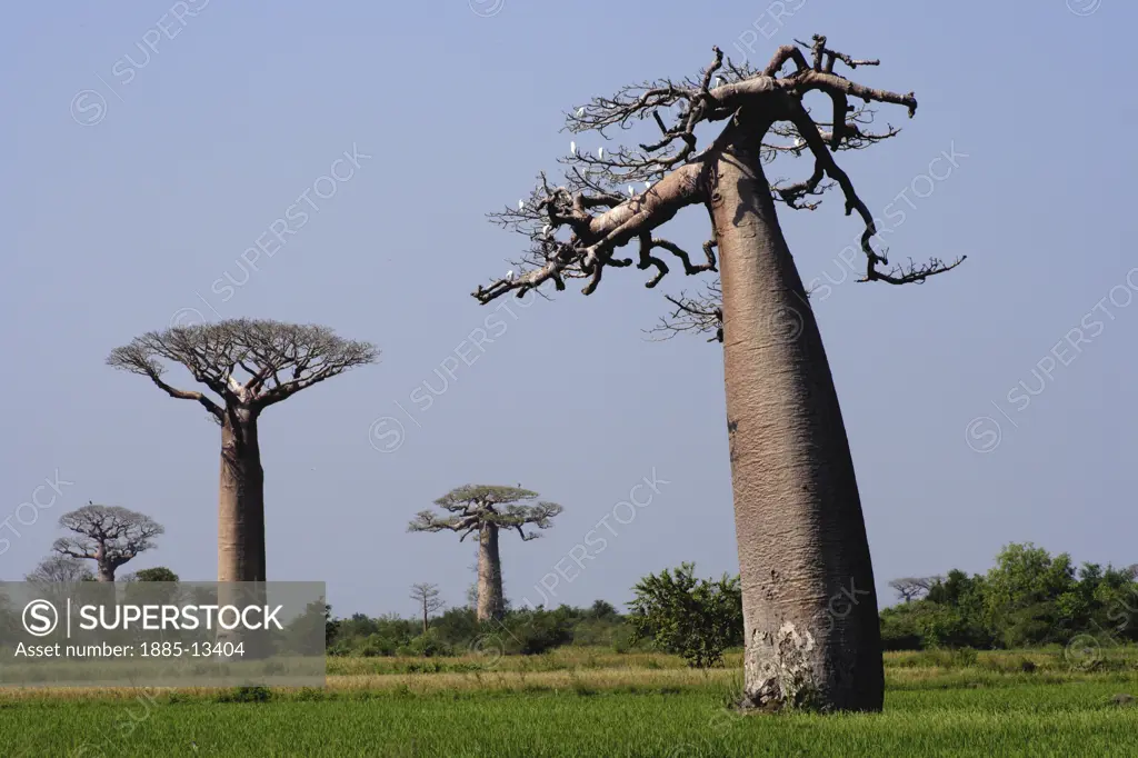 Madagascar, , Morondava - near, Baobab trees in rice fields