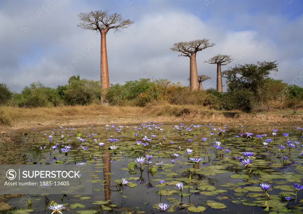 Madagascar, , Morondava - near, Baobab trees and water lilies