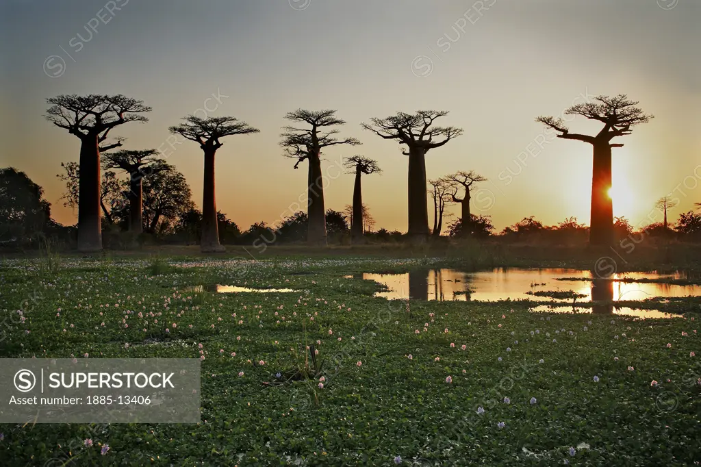 Madagascar, , Morondava - near, Baobab trees and water lilies at sunset