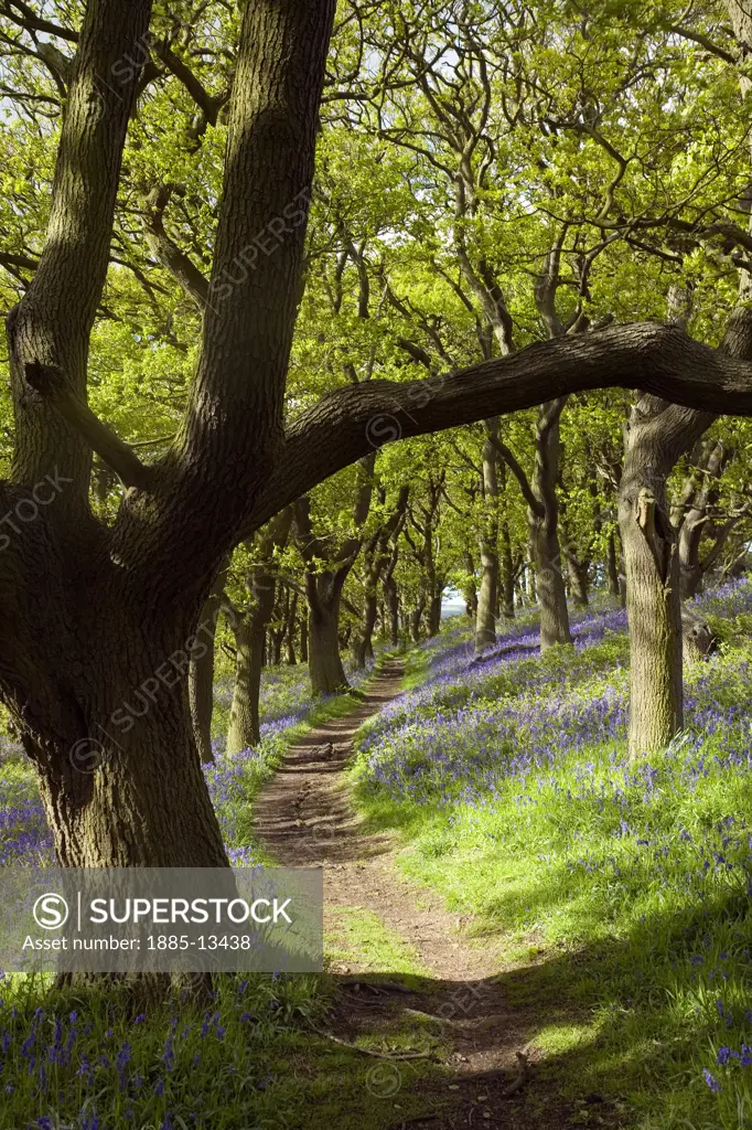 UK - England, Yorkshire, Great Ayton - near, Bluebell wood - Newton Woods on Roseberry Topping
