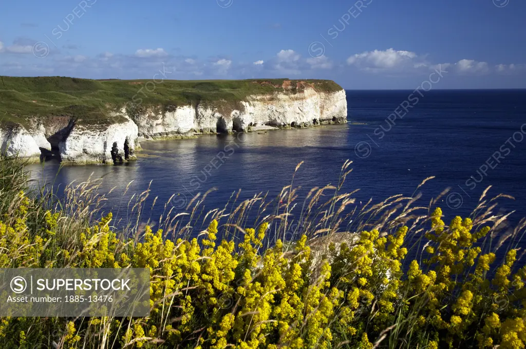 UK - England, Yorkshire, Flamborough Head, View over flowers and sea to chalk cliffs of headland 