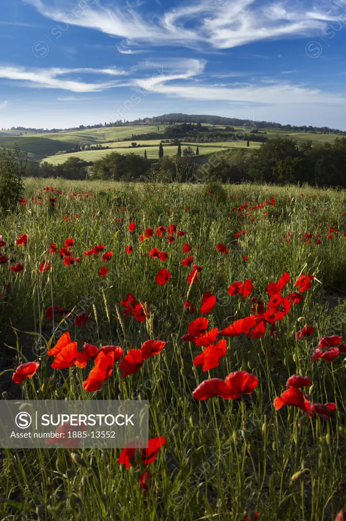 Italy, Tuscany, General, Tuscan landscape with poppies