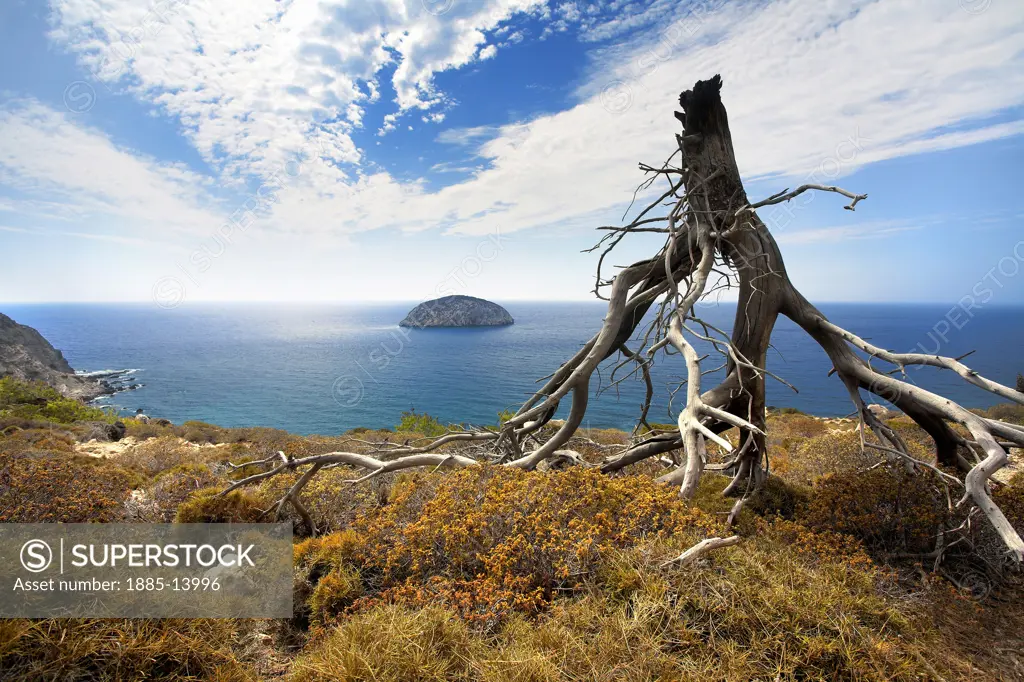 Greek Islands, Rhodes Island, General, Driftwood framing sea view from cliff top