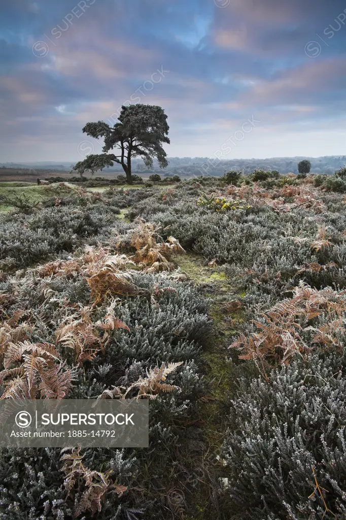 UK - England, Hampshire, New Forest, View of heath in winter