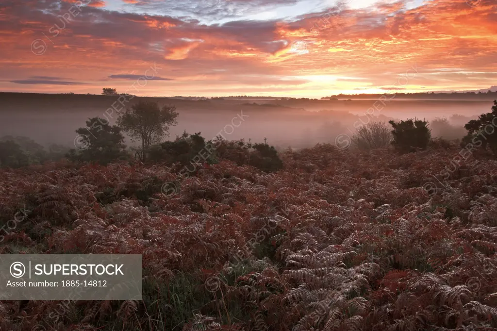 UK - England, Hampshire, New Forest, View of heath at sunrise in autumn