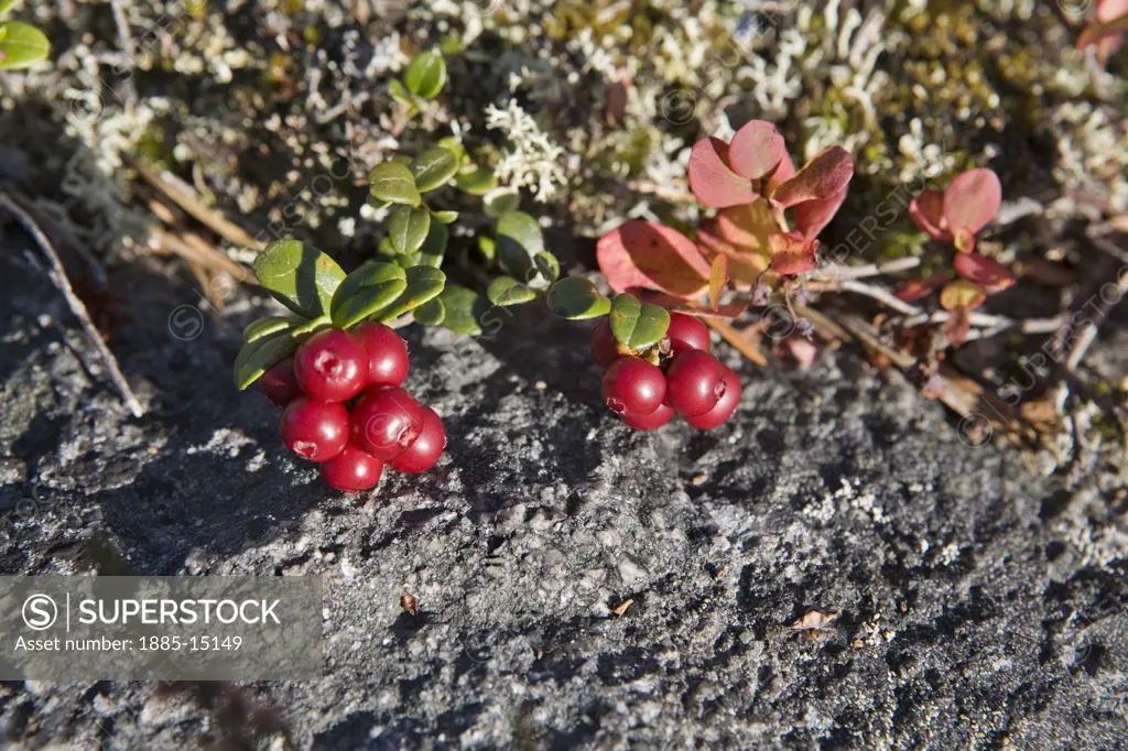 Natural World, Flowers and Foliage, , Lingonberries